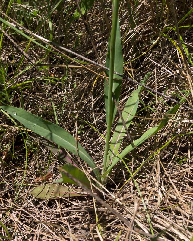 Pilosella piloselloides (=Hieracium piloselloides) / Sparviere fiorentino